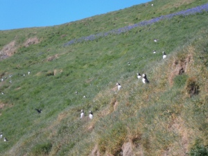 Puffins at their besting burrows on the cliffs.