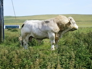 Cattle farming is big on the Orkneys - as are some of the live stock. Anyone know what this breed is chap is?