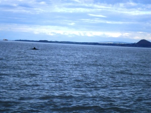 A Minke whale in the Firth of Forth. Although much larger than seals or dolphins, whales keep their distance and are much harder to photograph.