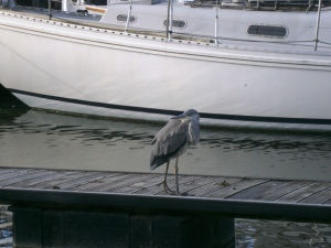 There is plenty of wildlife around Limehouse Basin such as this heron