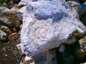 The Pirbeck stone used for the new coastal defences had some enormous fossils embedded in them including this ammonite about one foot (300 mm) across